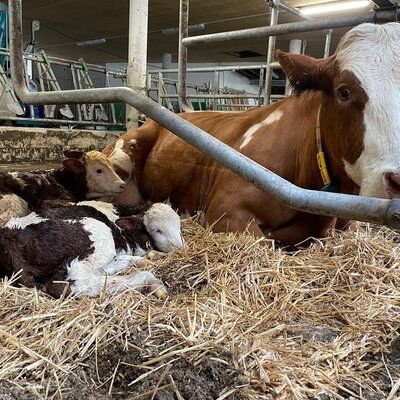 Eine Kuh mit zwei Kälbern liegt auf Stroh in einem Stall des Bauernhofs.
