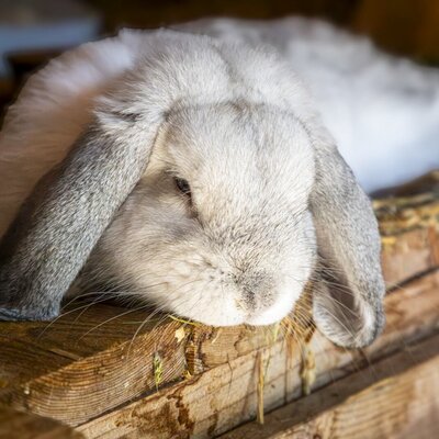 Ein niedliches, flauschiges Schlappohrkaninchen auf dem Bauernhof.