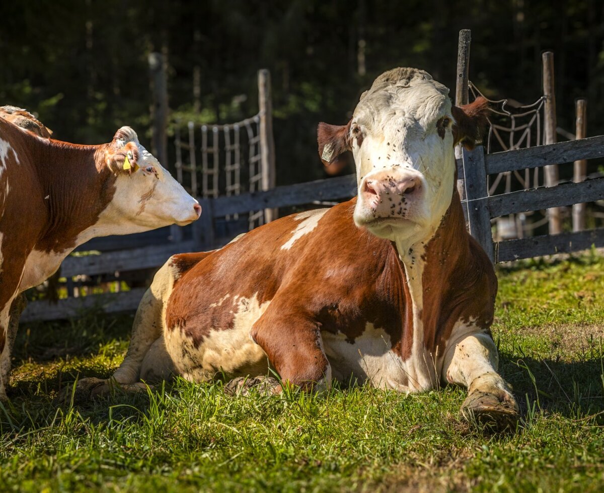 Gemütliche Kühe auf der grünen, sonnigen Weide des Bauernhofs.