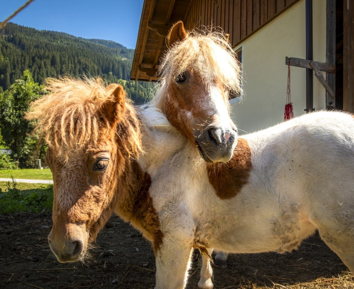 Zwei freundliche Ponys auf dem weitläufigen Außengelände des gemütlichen Bauernhofs.