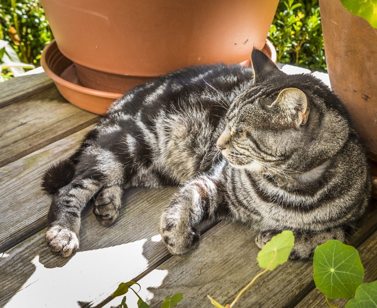 Unsere Katze Tieger