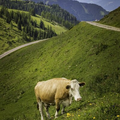 Unsere Kühe