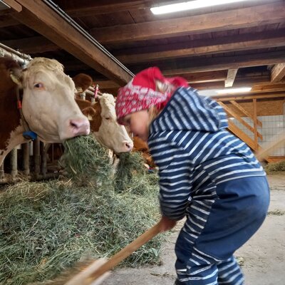 Ein Kind fegt Heu für die Kühe im Stall des Bauernhofs.
