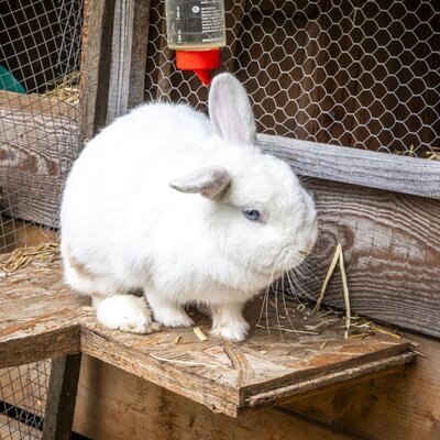 Hase