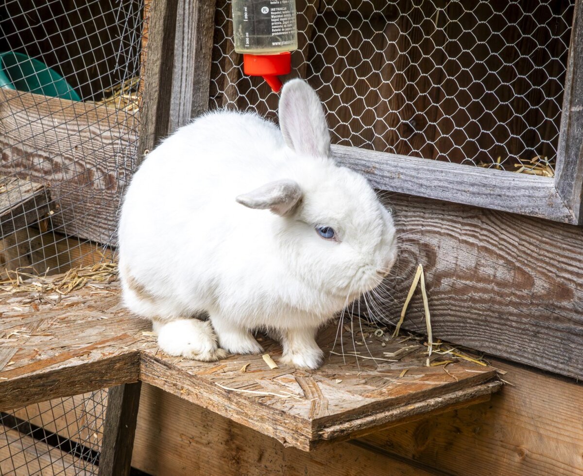 Hase