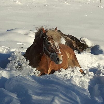 Ein Pferd im tiefen Schnee auf dem Bauernhof.