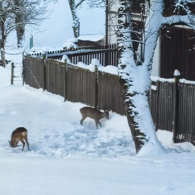 Zwei Rehe im Schnee neben dem Holzzaun am Bauernhof.