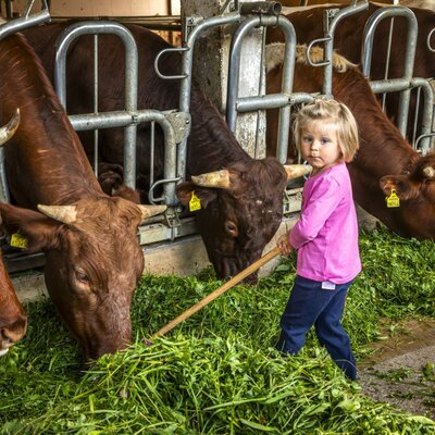 Ein authentisches Erlebnis auf dem Bauernhof, bei dem Kinder den Kühen frisches Gras füttern können.