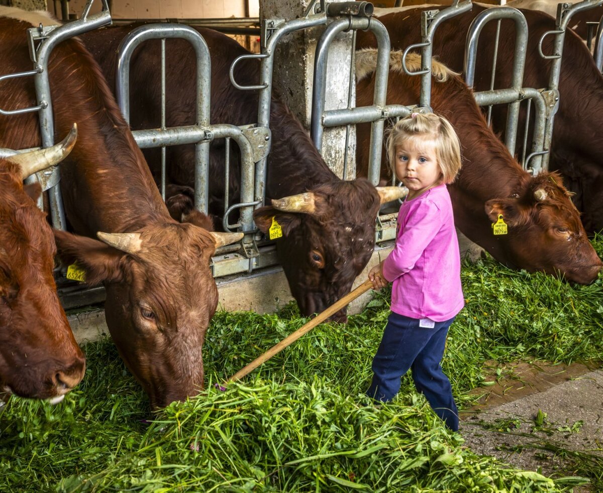 Ein authentisches Erlebnis auf dem Bauernhof, bei dem Kinder den Kühen frisches Gras füttern können.