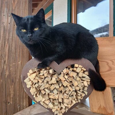 Eine schwarze Katze sitzt auf einer herzförmigen Dekoration aus Holzstücken im Bed and Breakfast.