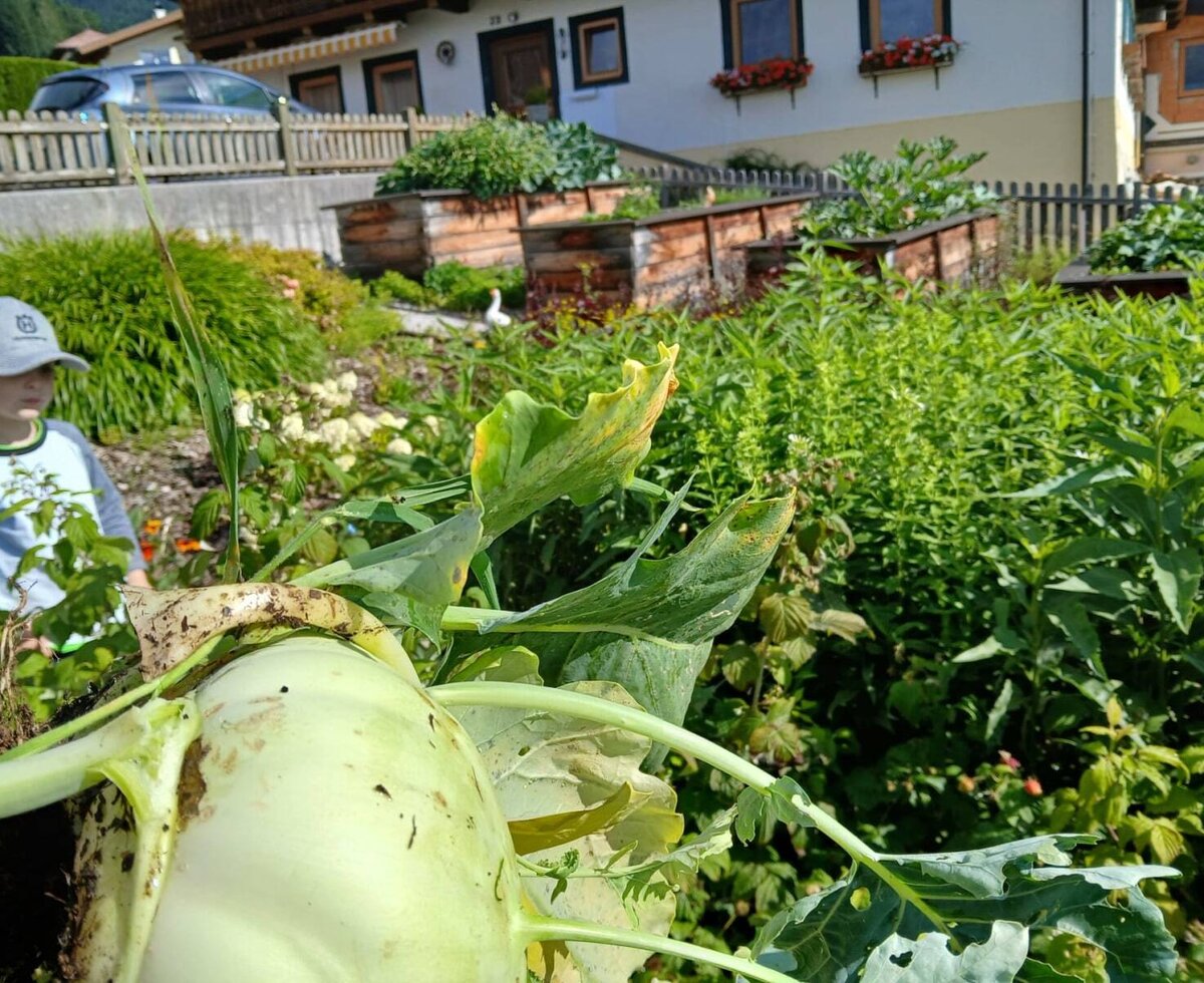 Der Gemüsegarten des Bed and Breakfast mit Hochbeeten, frischem Kohlrabi und einem Kind.