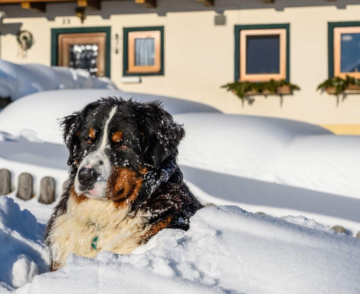 Ein Berner Sennenhund liegt im tiefen Schnee vor dem Bed and Breakfast.