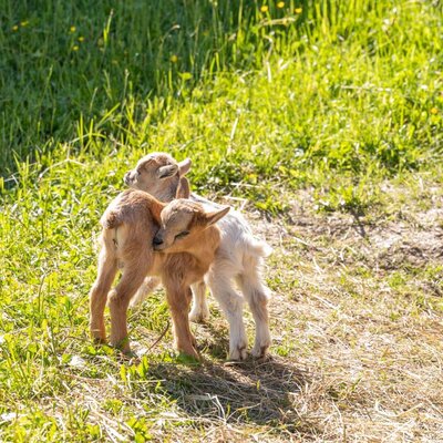 Zwei Ziegenlämmer auf der Wiese des Bed and Breakfast.