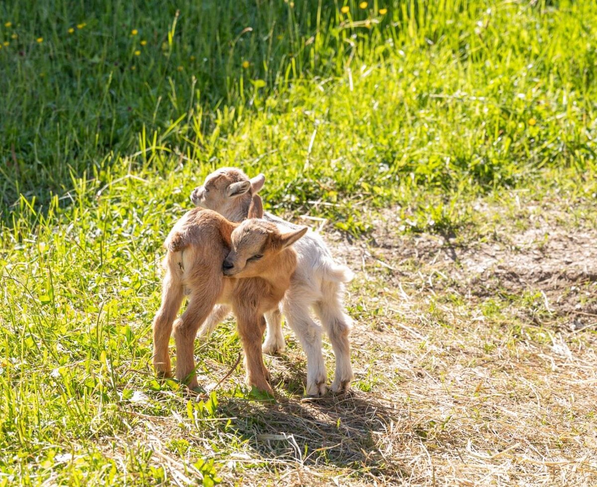 Zwei Ziegenlämmer auf der Wiese des Bed and Breakfast.