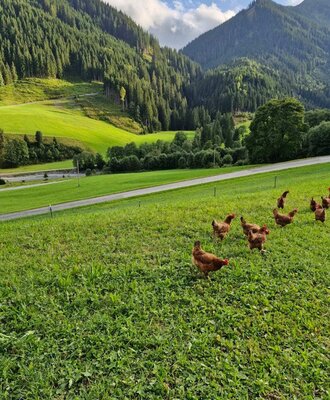 Unsere Hühner im Freilauf - so fühlt sich echtes Landleben an.