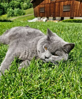 Einfach entspannen - Kater Loui zeigt, wie Ruhe wirklich geht.