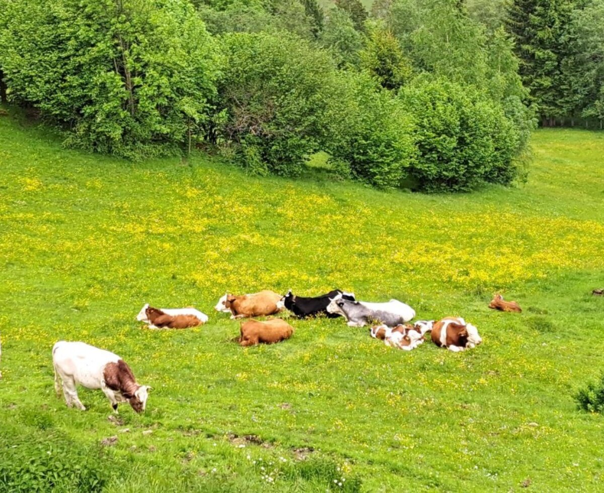 Kühe grasen und ruhen auf der grünen Wiese des Bed and Breakfast, umgeben von Bäumen.