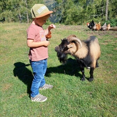 Ein Kind interagiert mit einer Ziege auf dem Gelände des Bed and Breakfast, mit Hühnern im Hintergrund.