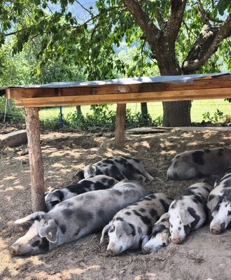 Unsere Freiland Turopolje Schweine