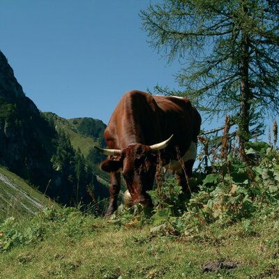 Vieh auf der Alm