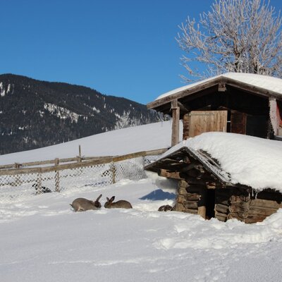 Hasen im Schnee