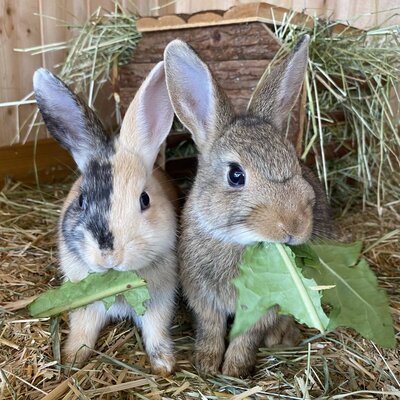 Unsere Zwerghasen freuen sich über Leckereien von den Kindern.