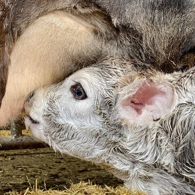 Unsere Kälbchen dürfen nach der Geburt bei ihrer Mutter bleiben.