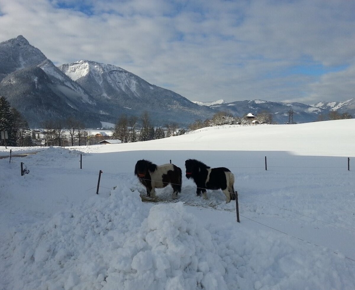Unsere 2 Miniponys Laura und Ferdi, Streichelponys – keine Reitponys