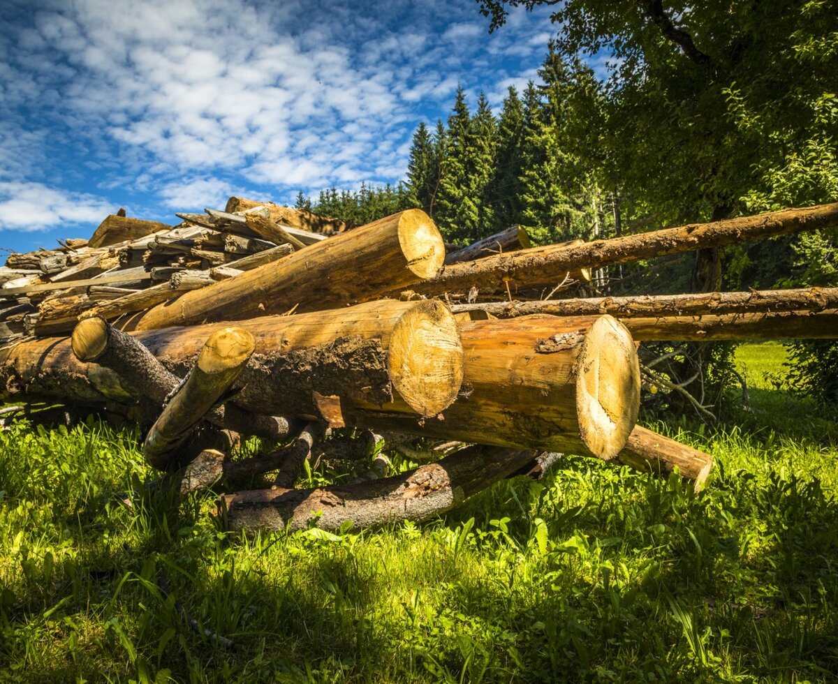 Baumstämme und ein Holzstapel auf dem Gelände des Bauernhofs, umgeben von grünen Wiesen und Bäumen.