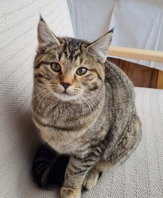 Eine getigerte Katze sitzt auf einem Stuhl im Bauernhof.