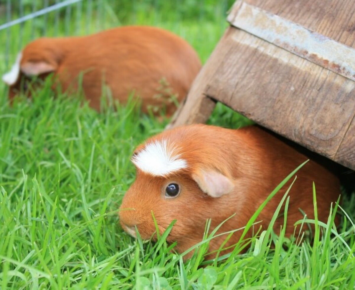 Meerschweinchen im grünen Gras auf dem Bauernhof.