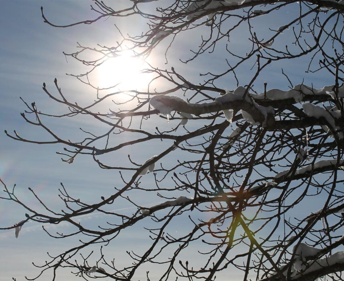 Verschneite Äste mit Eiszapfen im Sonnenlicht am Bauernhof.