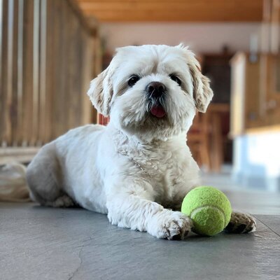 Ein Hund des Bauernhofs liegt mit einem Tennisball auf dem gefliesten Boden.