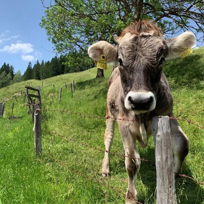 Ein Kalb steht auf der grünen Weide des Bauernhofs hinter einem Holzzaun.