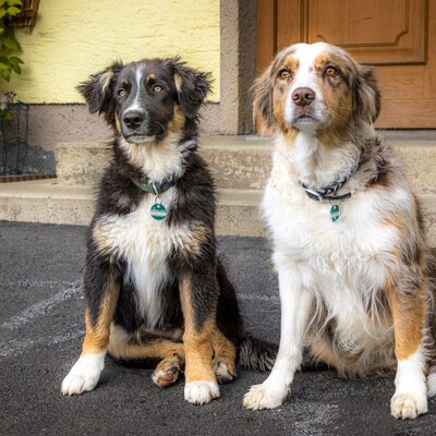 Die treuen Hofhunde Dana und Fips begrüßen die Gäste herzlich am Bauernhof.
