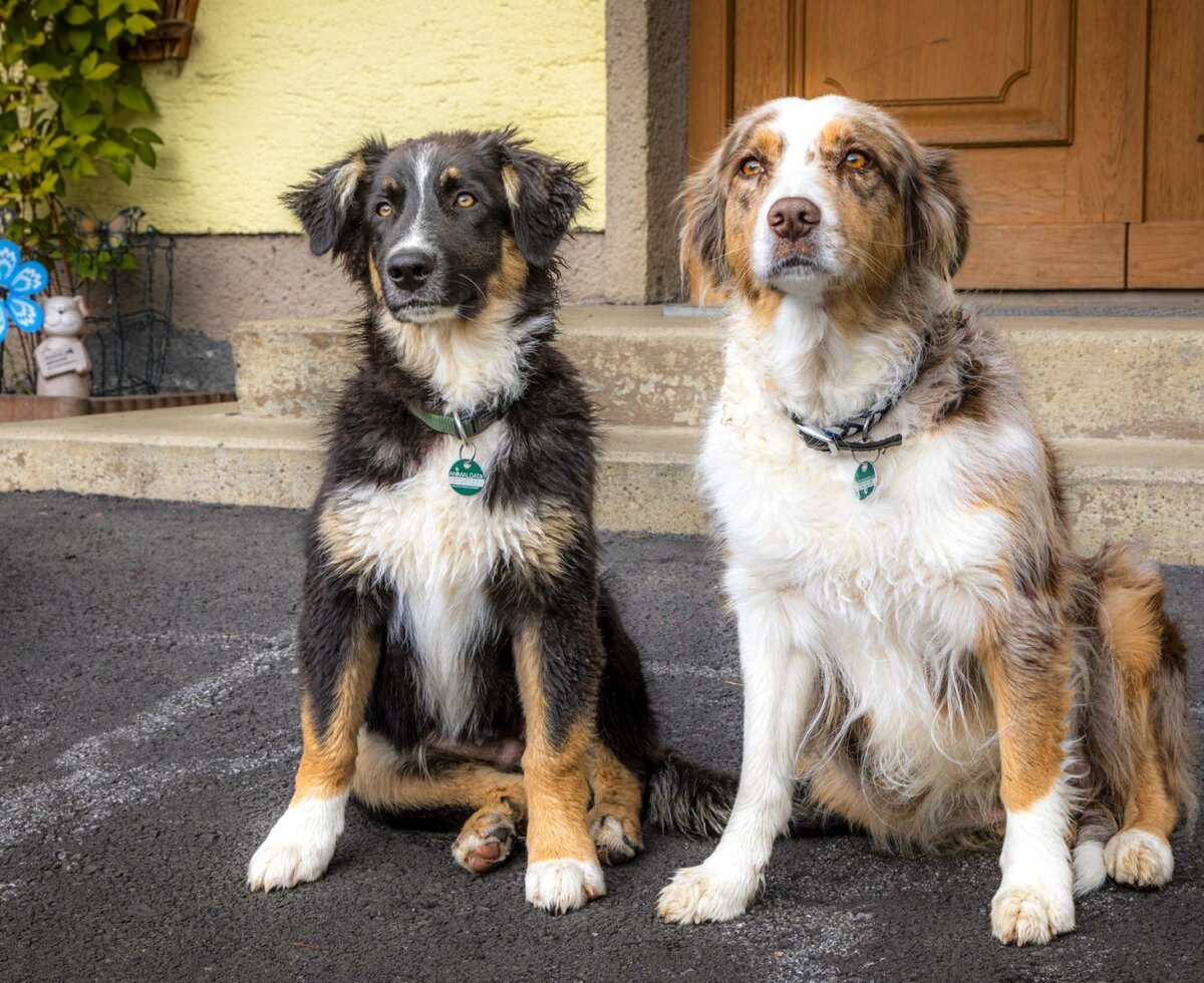 Die treuen Hofhunde Dana und Fips begrüßen die Gäste herzlich am Bauernhof.