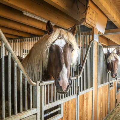 Die prachtvollen Norikerpferde des Bauernhofs in ihren gepflegten, hölzernen Stallboxen.