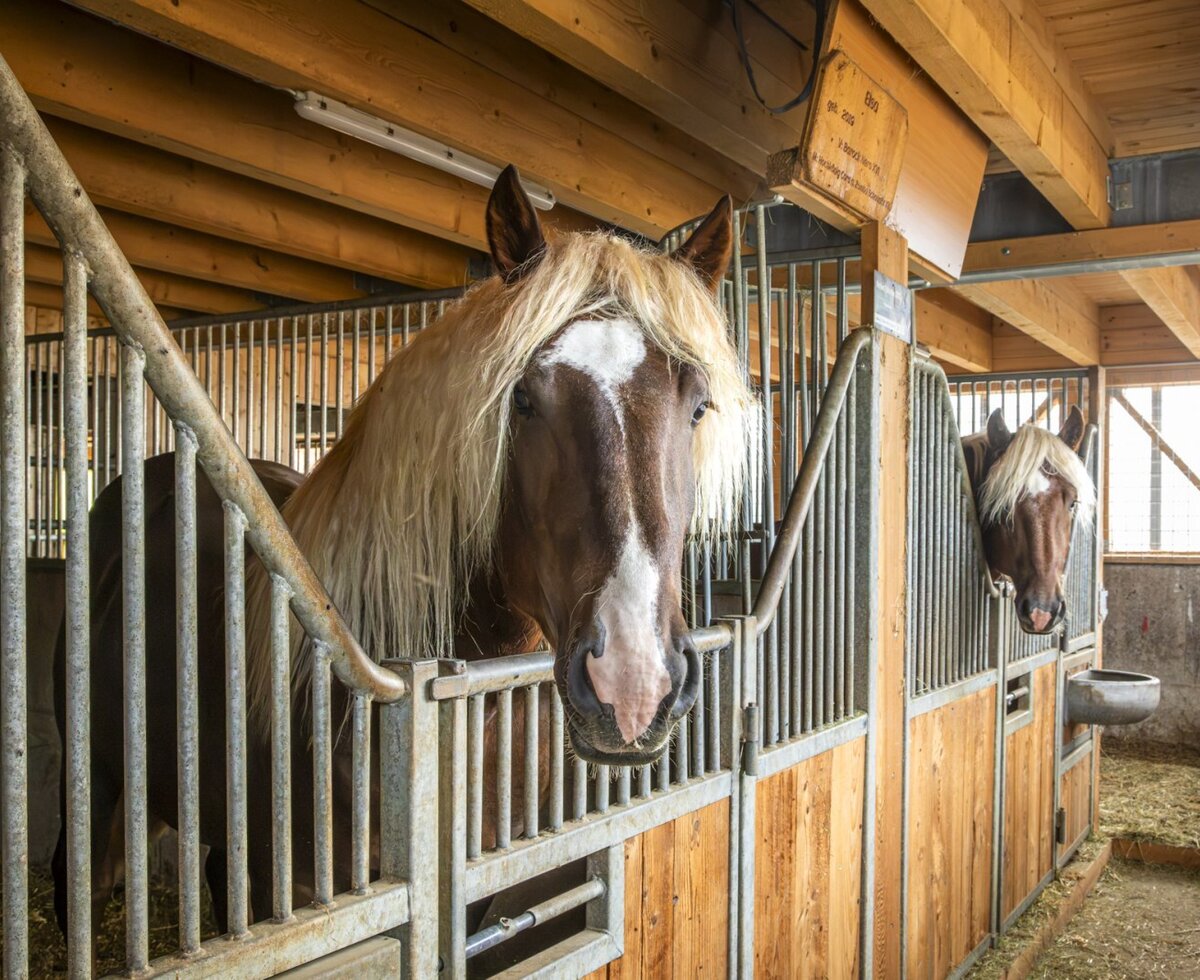 Die prachtvollen Norikerpferde des Bauernhofs in ihren gepflegten, hölzernen Stallboxen.