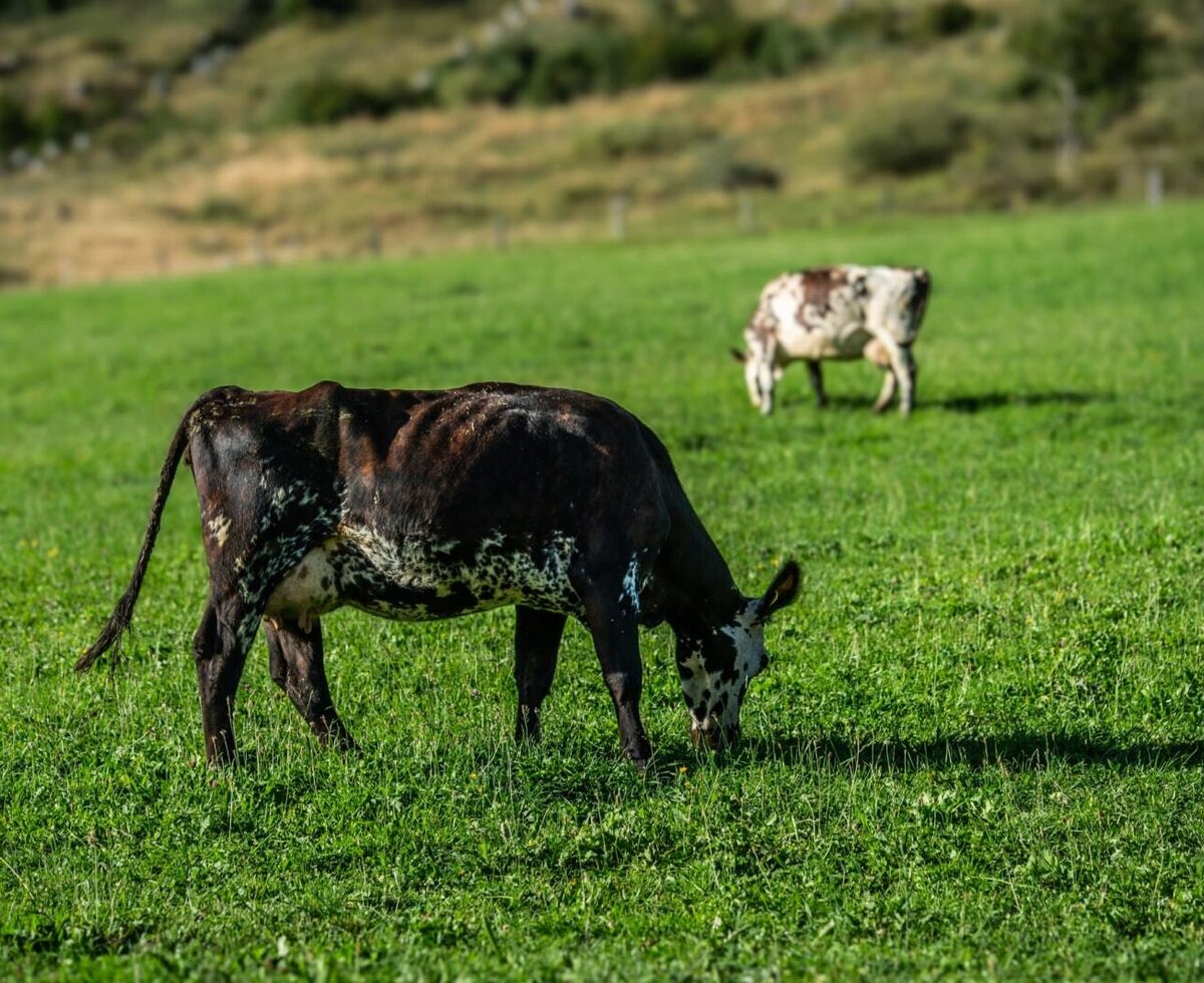Die hofeigenen Kühe grasen friedlich auf den saftig grünen Wiesen des Bauernhofs.