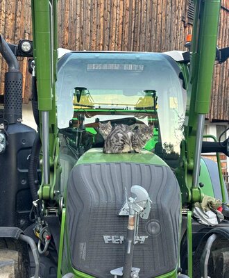Drei Kätzchen auf einem Traktor, die die ländliche Umgebung und die tierischen Bewohner zeigen.