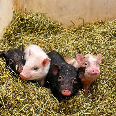 Vier Ferkel, darunter schwarze und rosa, liegen im Heu.