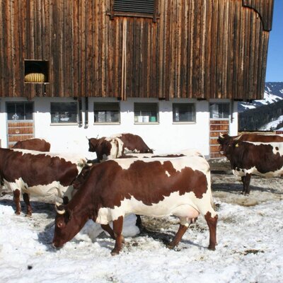 Braune und weiße Kühe im Schnee vor dem Stall, mit schneebedeckten Bergen im Hintergrund.