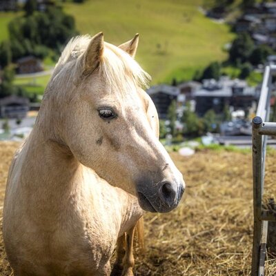 Ein freundliches Pony auf der sonnigen Koppel mit Blick auf das malerische Tal.