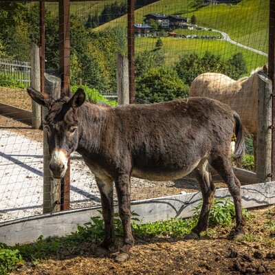 Das rustikale Tiergehege mit einem freundlichen Esel und Pferd vor der malerischen Kulisse grüner Hügel.