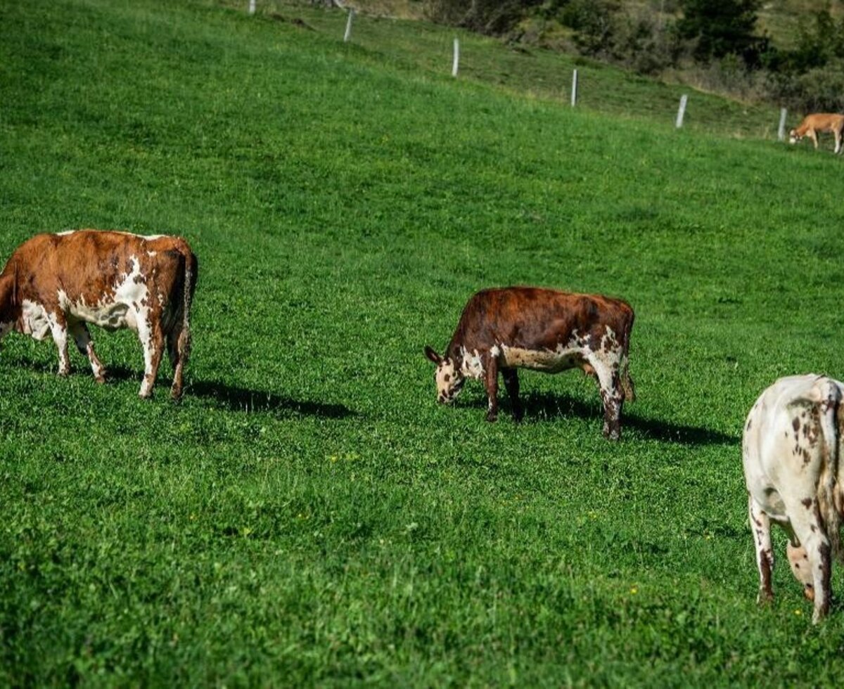 Kühe grasen friedlich auf den saftigen, grünen Wiesen des Bauernhofs.