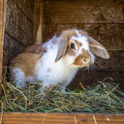 Ein braun-weißes Kaninchen in einem Holzstall mit Heu auf dem Bauernhof.