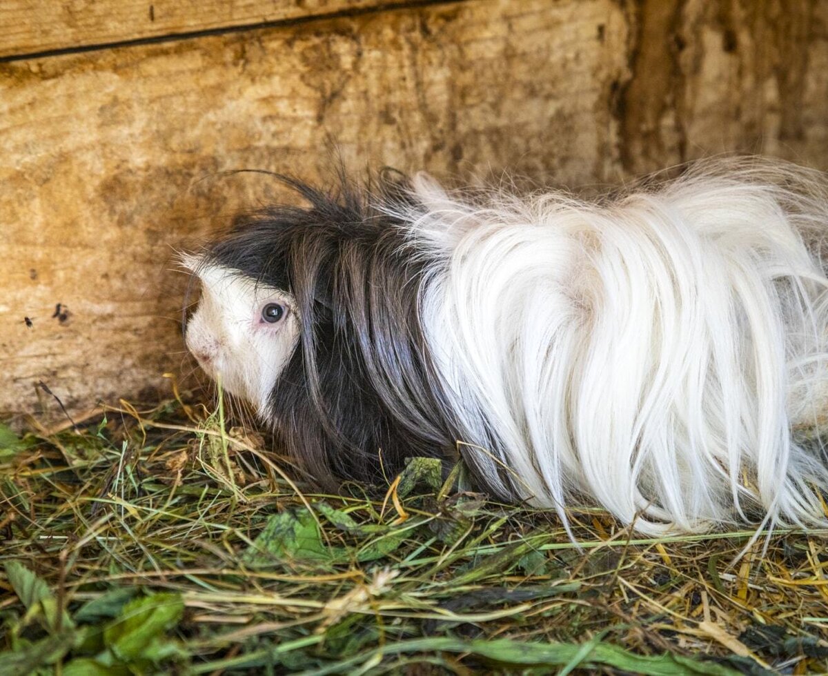 Ein Meerschweinchen auf Heu an einer Holzwand des Bauernhofs.