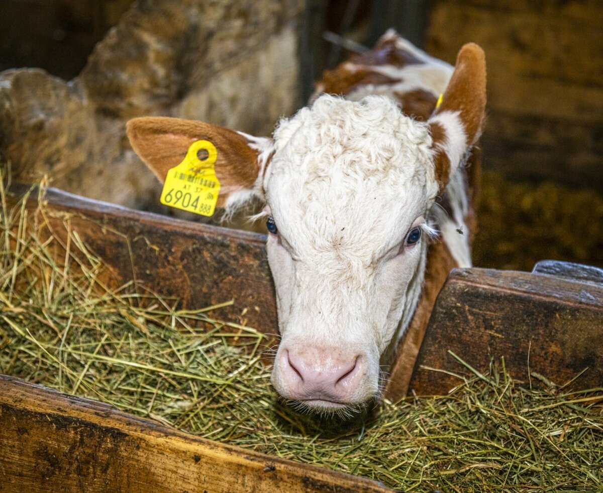 Ein Kalb frisst Heu aus einer Futterkrippe auf dem Bauernhof.