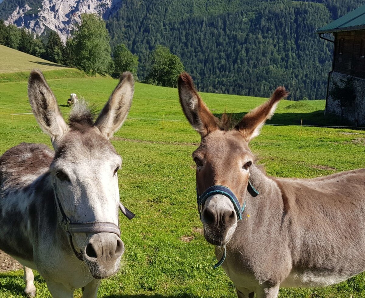 Zwei Esel auf der grünen Weide des Bauernhofs.