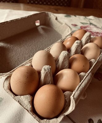 leckere Eier von unserem Bio Hof